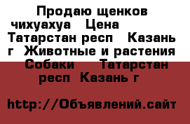 Продаю щенков чихуахуа › Цена ­ 15 000 - Татарстан респ., Казань г. Животные и растения » Собаки   . Татарстан респ.,Казань г.